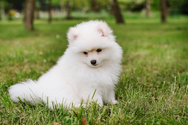 公園の屋外で小さな白い子犬。閉じる。ポンスキー子犬犬。愛らしいミニハスキーの小さな犬