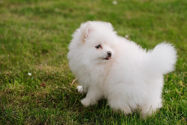 公園の屋外で小さな白い子犬。閉じる。ポンスキー子犬犬。愛らしいミニハスキーの小さな犬