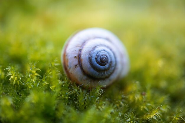 little white snail on the green plant in the nature