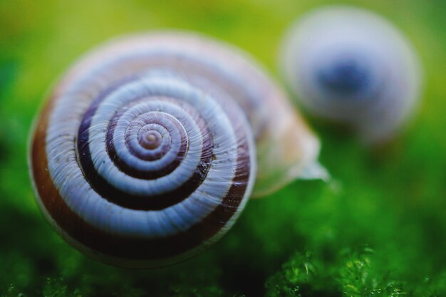 自然の中で緑の植物に小さな白いカタツムリ