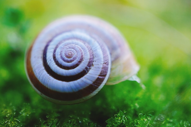 little white snail on the green plant in the nature