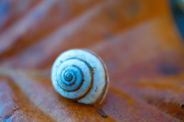 little white snail