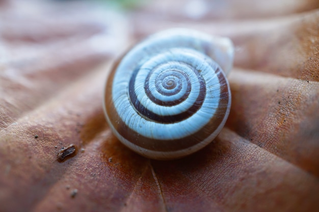 Photo little white snail