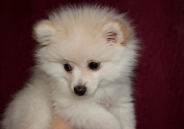 Little white spitz