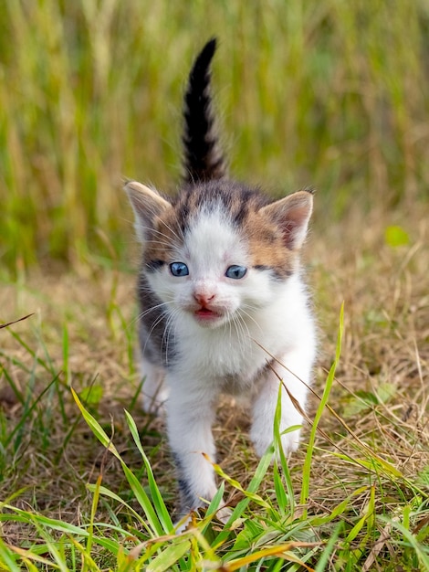 Little white spotted kitten in the garden among the green grass