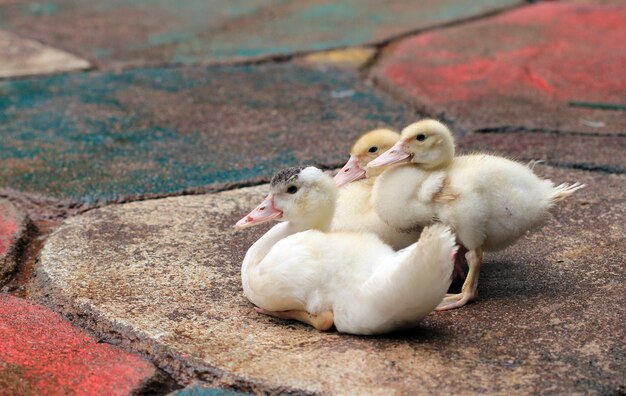 Little white yellow fluffy ducklings