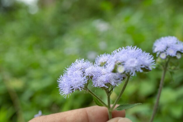 花が咲いたときとげと装飾的な花を持つ小さな野生の花植物