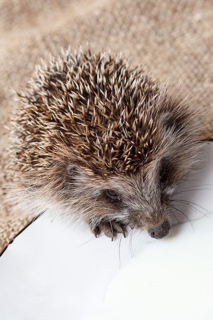 Little wild hedgehog is drinking milk from plate on piece of sackcloth