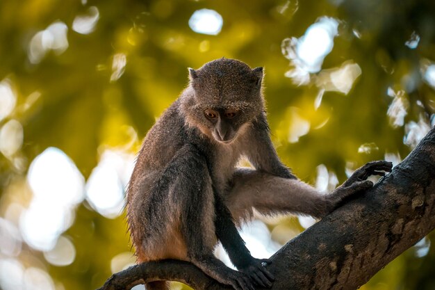 Little wild monkey in the tree of the safari wild park of tsavo east in kenya africa