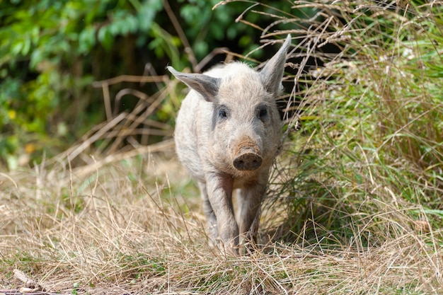 Little wild pig in the forest. Dirty.  Wild pig in the summer  forest