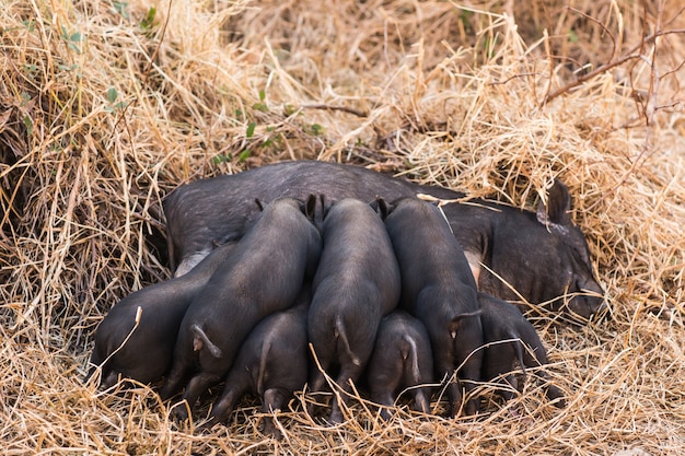 Little wild piglets suckling their mother on nature