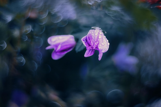 little wild purple flower in the sunshine with vintage bokeh