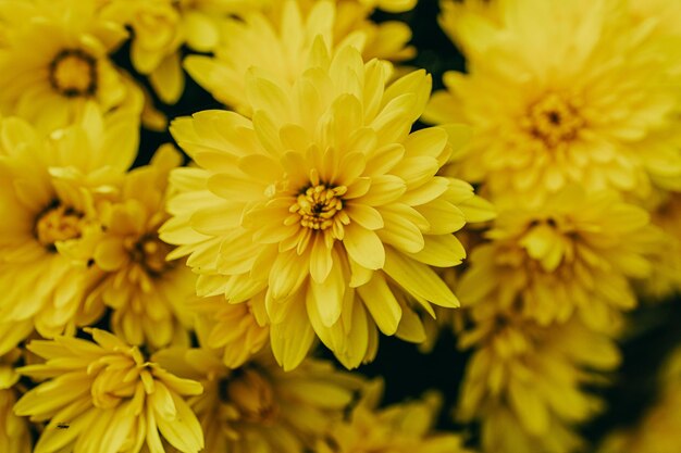 黄色い秋のクリスアンテムの花が自然の背景を形成しています