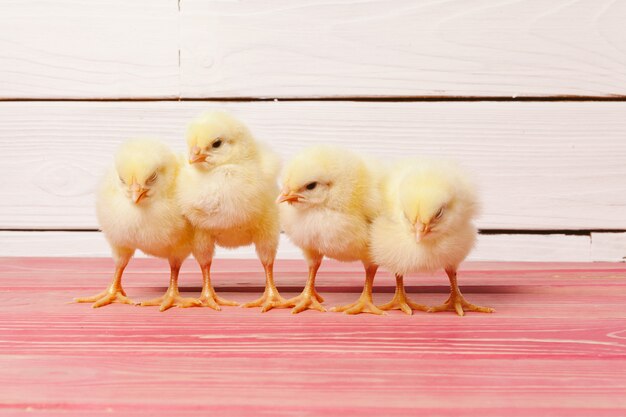 Little yellow chick on wooden table