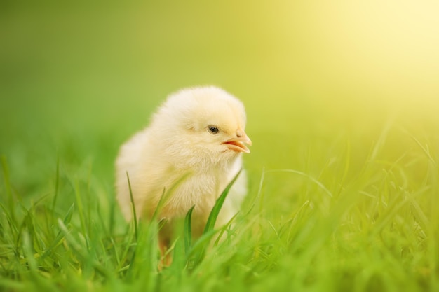 Little yellow chicken on the green grass