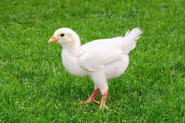 小さな黄色い鶏が緑の草の上を走ります