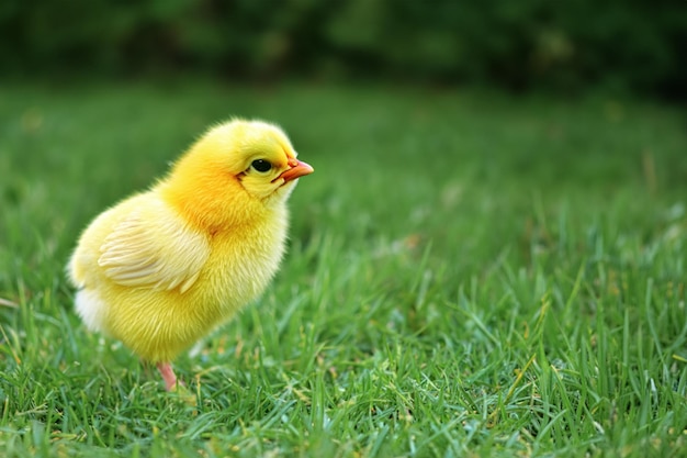 Photo a little yellow chicken runs on the green grass