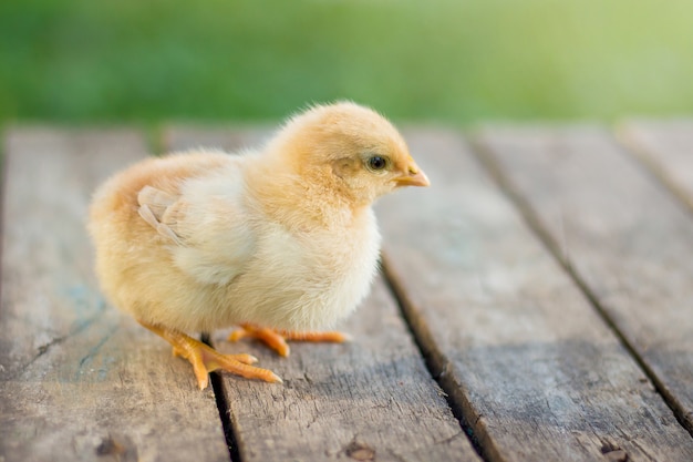 Piccolo pollo giallo su un pavimento di legno