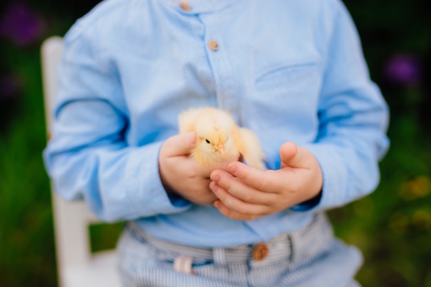 Little yellow chicken