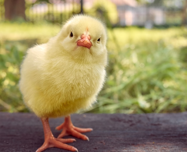 Little yellow cute baby chick.