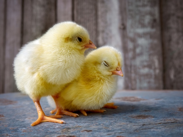 Little yellow cute baby chicks