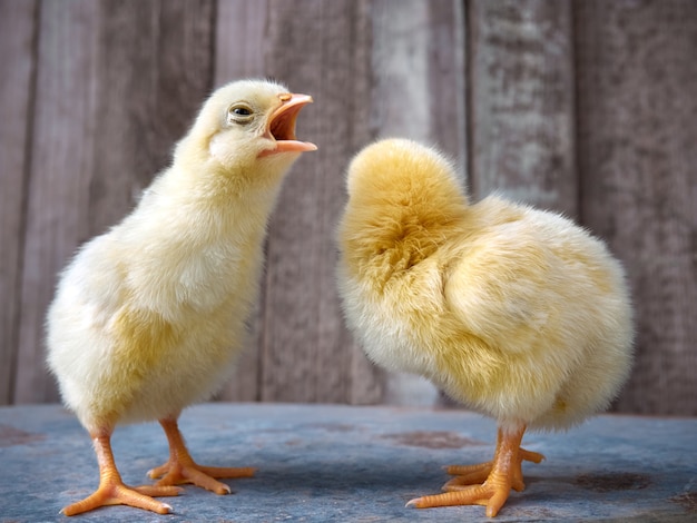 Little yellow cute baby chicks