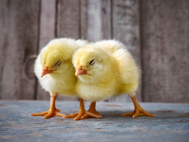 Piccoli pulcini gialli del bambino sveglio.