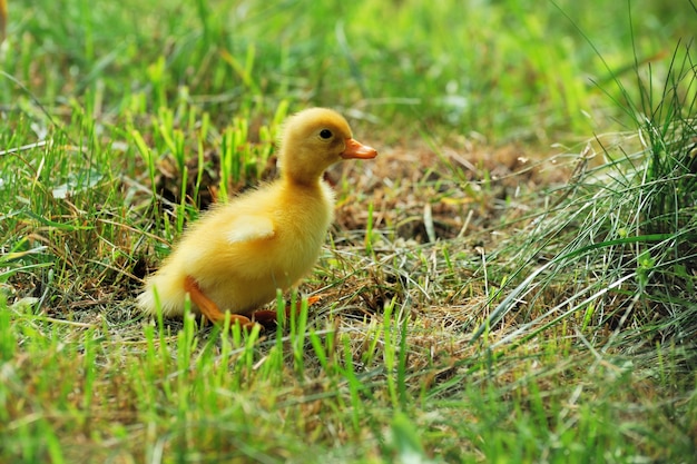 Little yellow duckling on the green grass