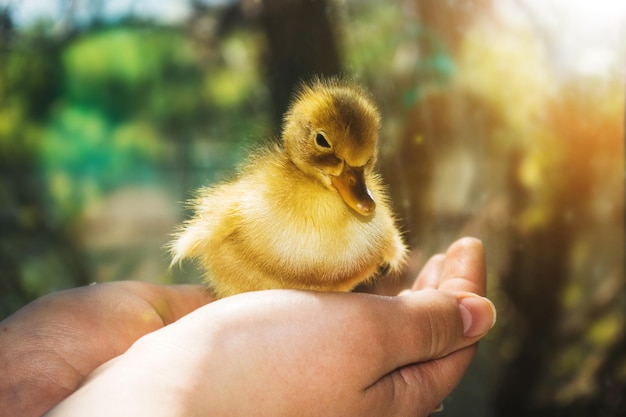 Little yellow duckling on human hands.The symbol of spring