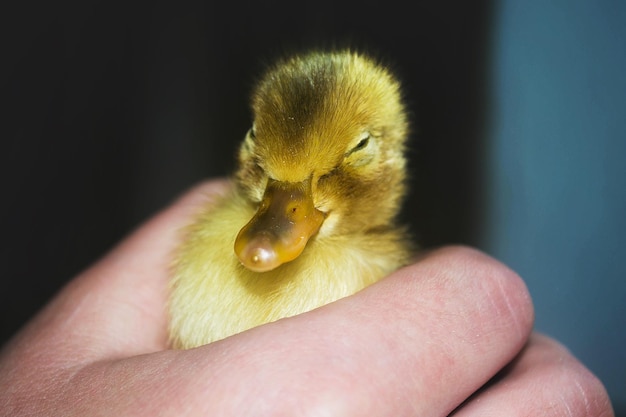 Little yellow duckling on human hands.The symbol of spring