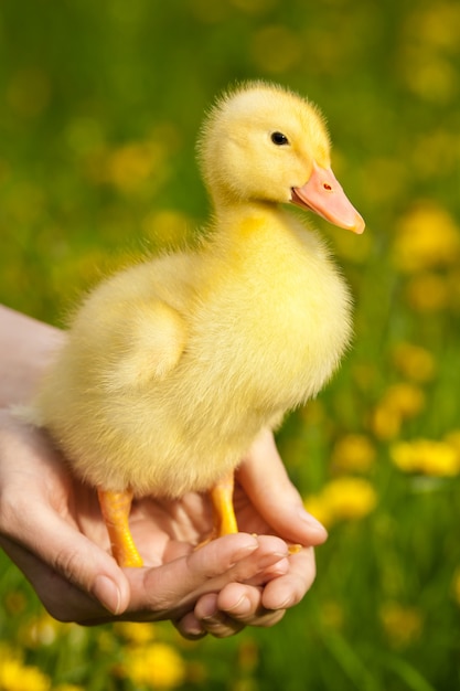 Little yellow duckling in woman hands