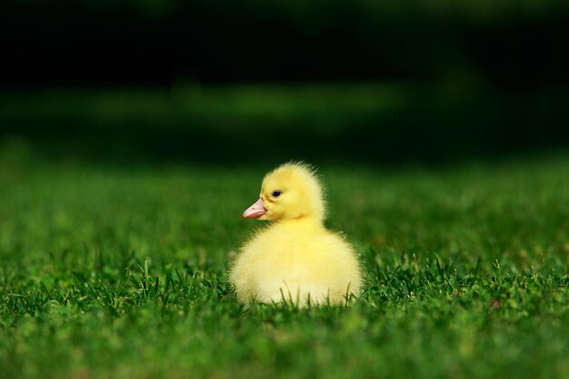 Photo little yellow duckling