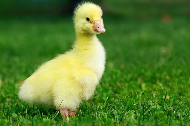 Photo little yellow duckling