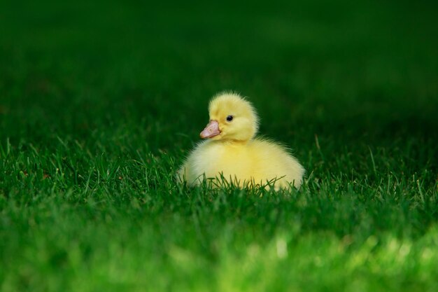 Photo little yellow duckling