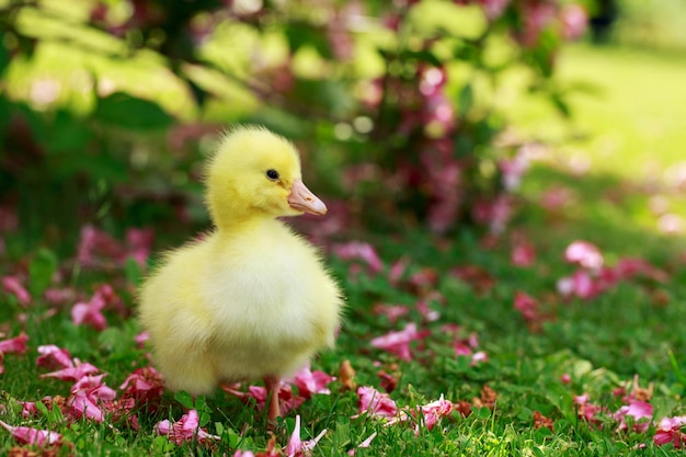Photo little yellow duckling