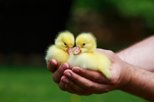 Photo little yellow ducklings