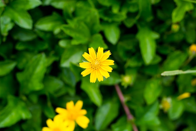 Little yellow flower with yellow pollen in garden.