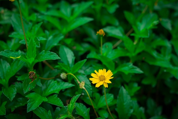 Little yellow flowers in the green garden