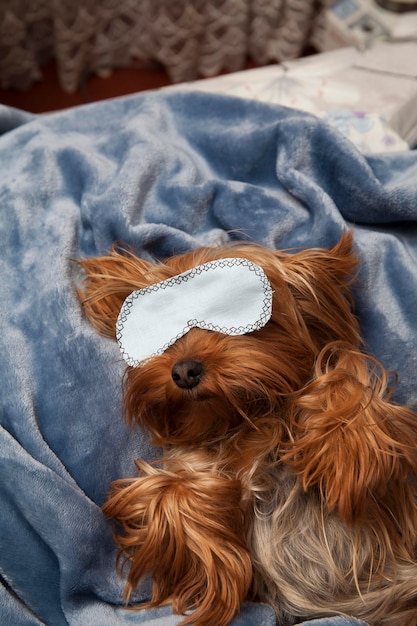 Little york terrier slaapt in een masker op een pluche deken