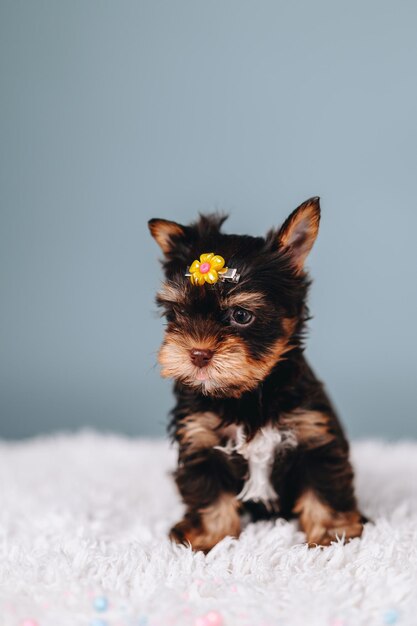 Little Yorkshire Terrier Puppy on a Blue Background Looks Away Vertical Portrait of a Dog