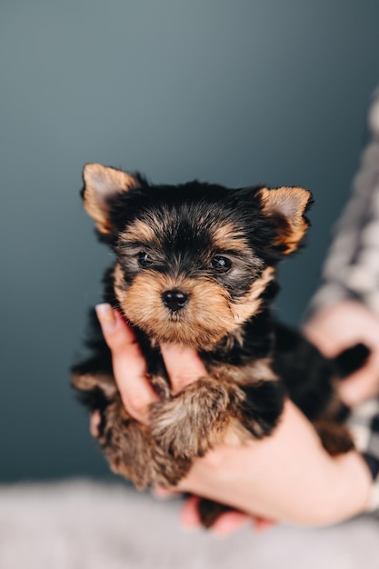 青い背景の男の手に小さなヨークシャーテリアの子犬