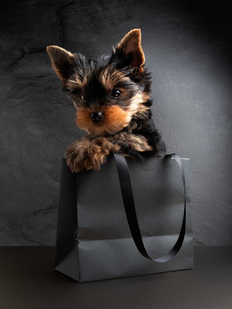 Little Yorkshire terrier puppy portrait in a gift pack.