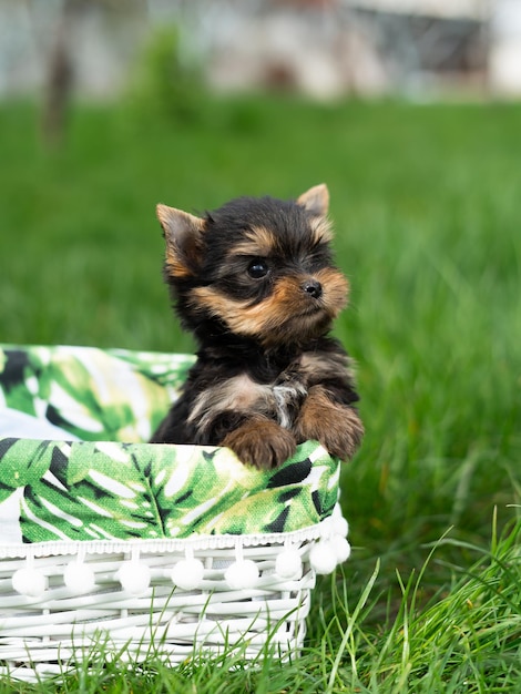 緑の草の上に白い籐のバスケットに座っている小さなヨークシャー テリアの子犬かわいい犬