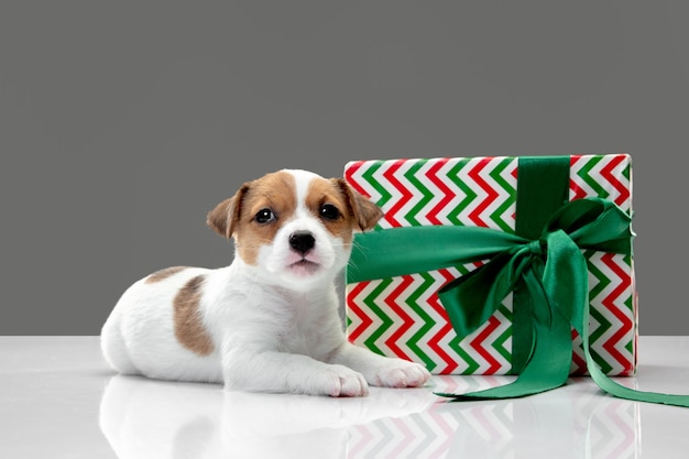 Little young dog with big gift for New Year or Birthday. Cute playful brown white doggy or pet on gray studio background. Concept of holidays, pets love, celebrating. Looks funny. Copyspace.