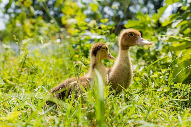 Little young ducklings are walking on green grass. Domestic animals.