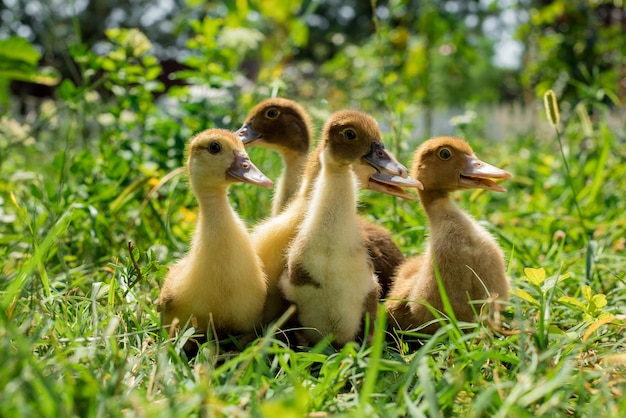 Piccoli giovani anatroccoli stanno camminando sull'erba verde