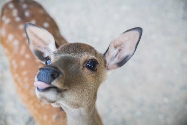 little young spotted deer without horns shows tongue