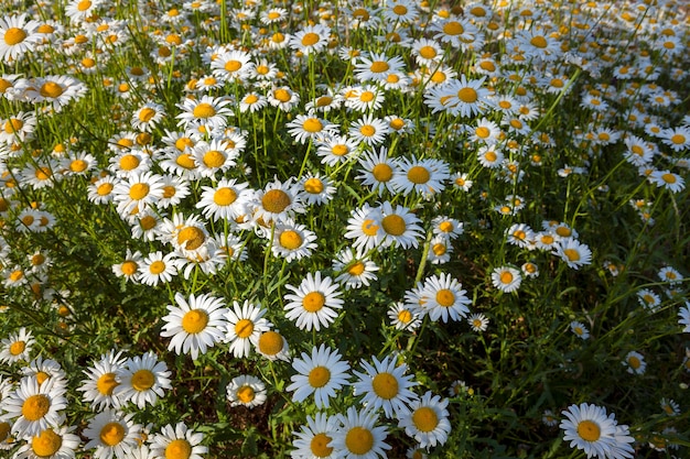 Live background of blooming field daisies