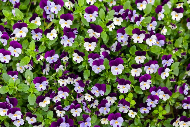 Live background of blooming violets...