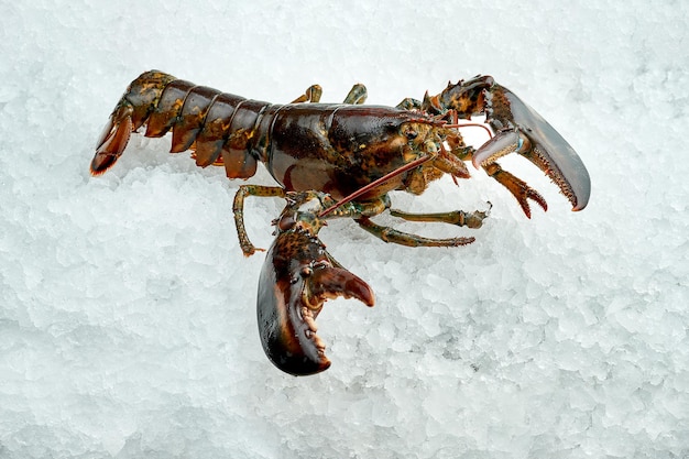 A live Boston lobster on ice Closeup
